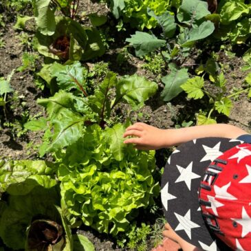 VorschülerInnen bereiten Wraps mit Gemüse aus Schulgarten zu
